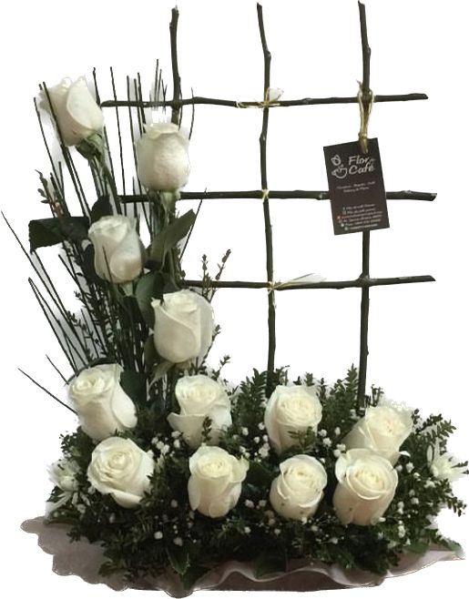 Enredadera Flor de Cafe 12 Rosas AAAAAAA
