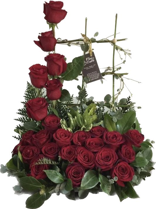 Enredadera Flor de Cafe 24 Rosas B